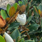 Magnólia veľkokvetá (Magnolia grandiflora) ´LITTLE GEM´ - výška 100-130 cm, kont. C5L (-21°C) - NA KMIENKU
